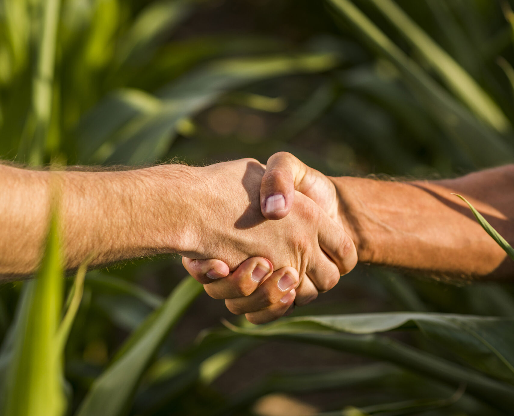 close up man handshake sunny day